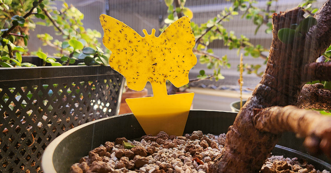 Bugs on your bonsai?! Gross! Bonsai Bar