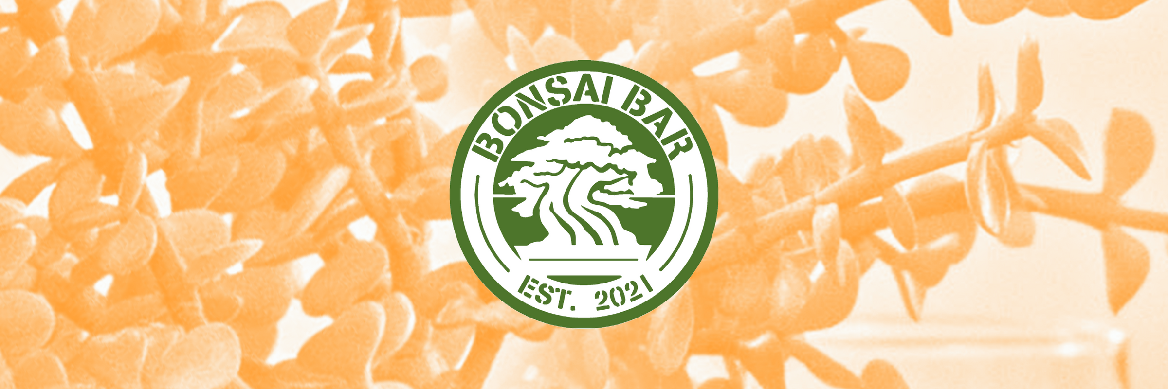 Bonsai Bar's Repotting Workshops