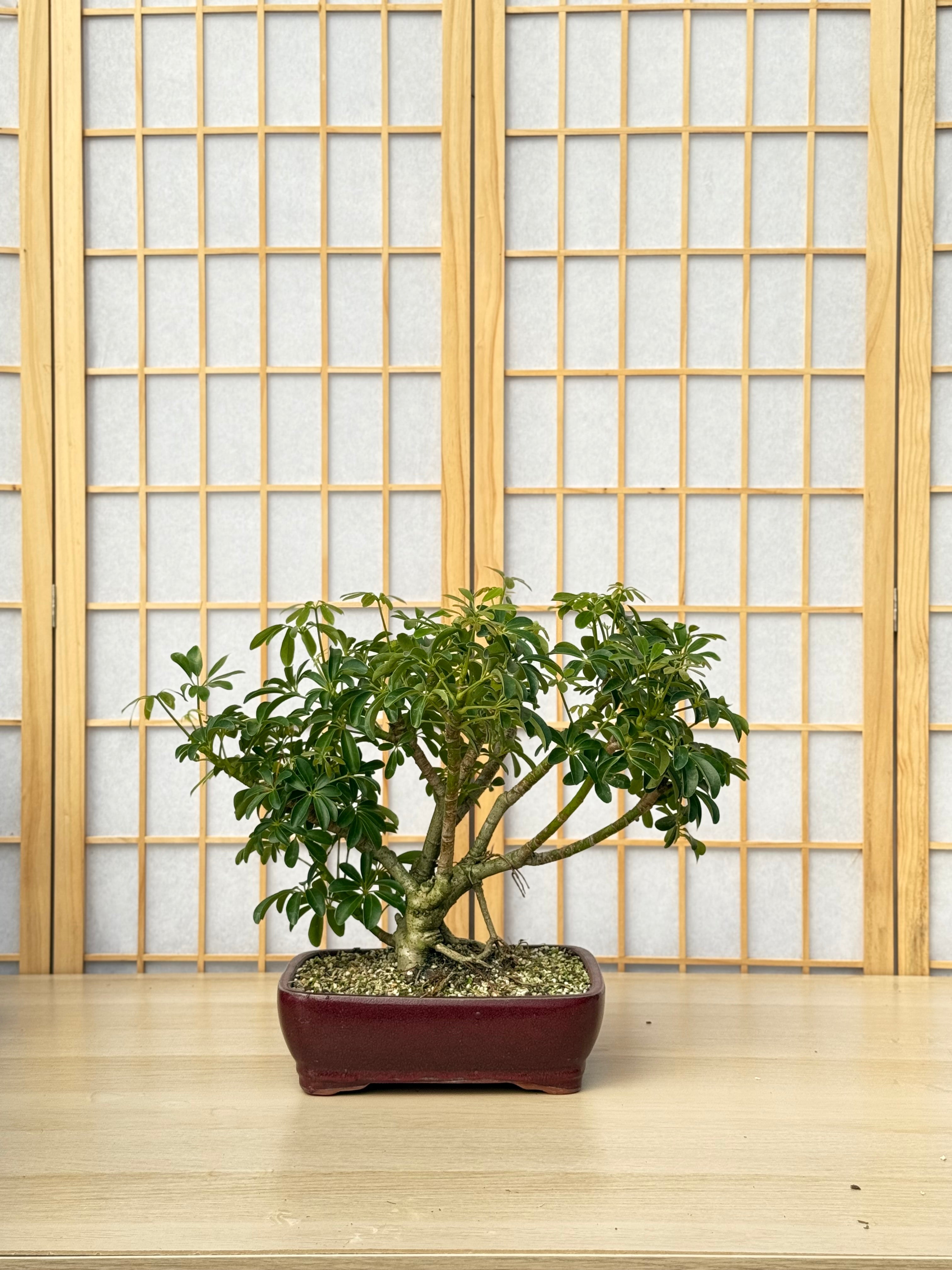 DIY Bonsai Bar Kit