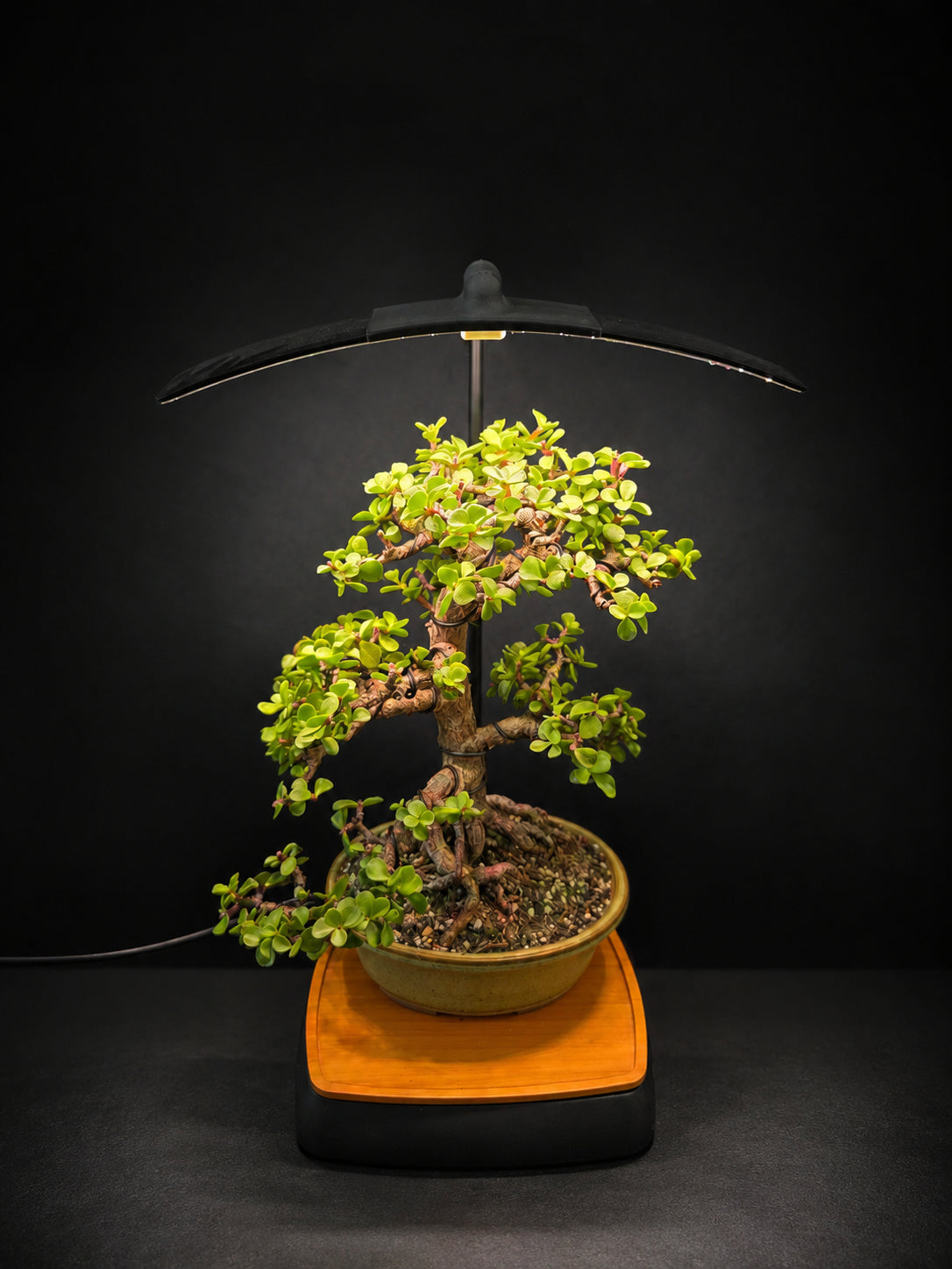 Shohin Grow Light grow light illuminating a Portulacaria afra bonsai in a sunlit office lounge
