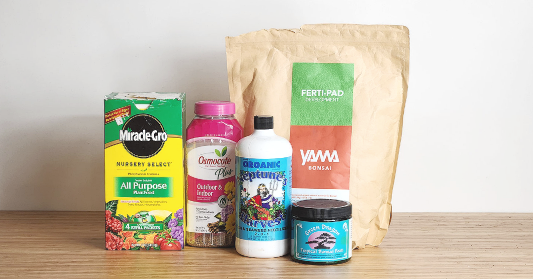 Fertilizing your Dwarf Jade Bonsai Bar