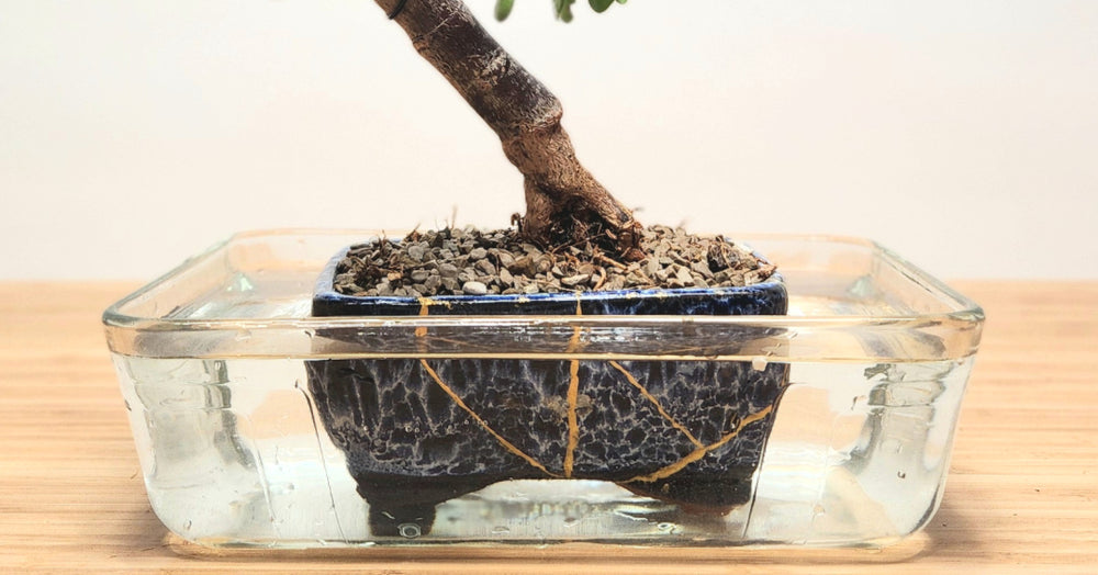 How do I water my indoor Bonsai tree? – Bonsai Bar