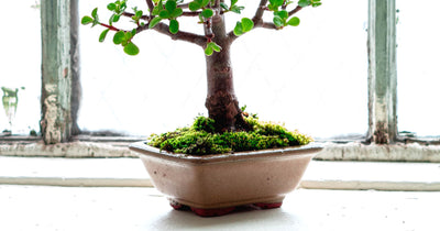 Light requirements for your Indoor Bonsai
