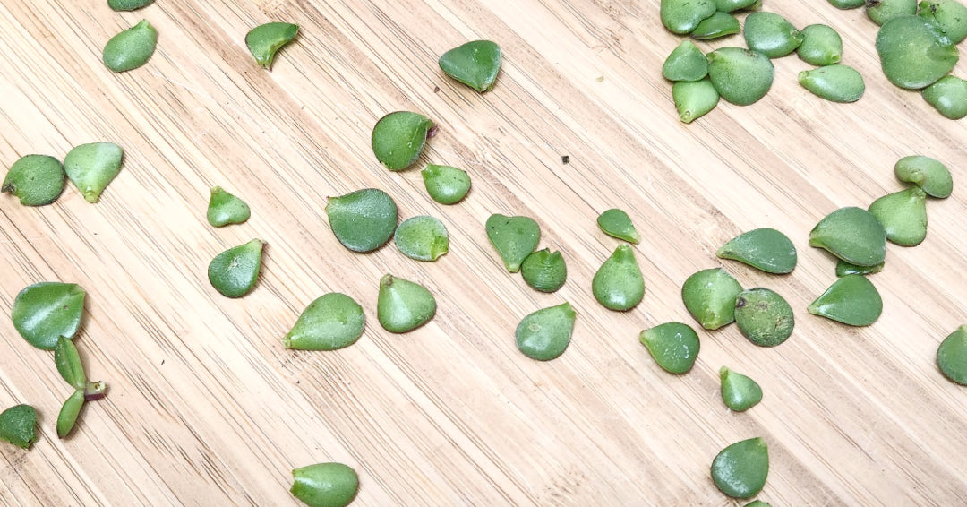 Why are my leaves dropping? Bonsai Bar
