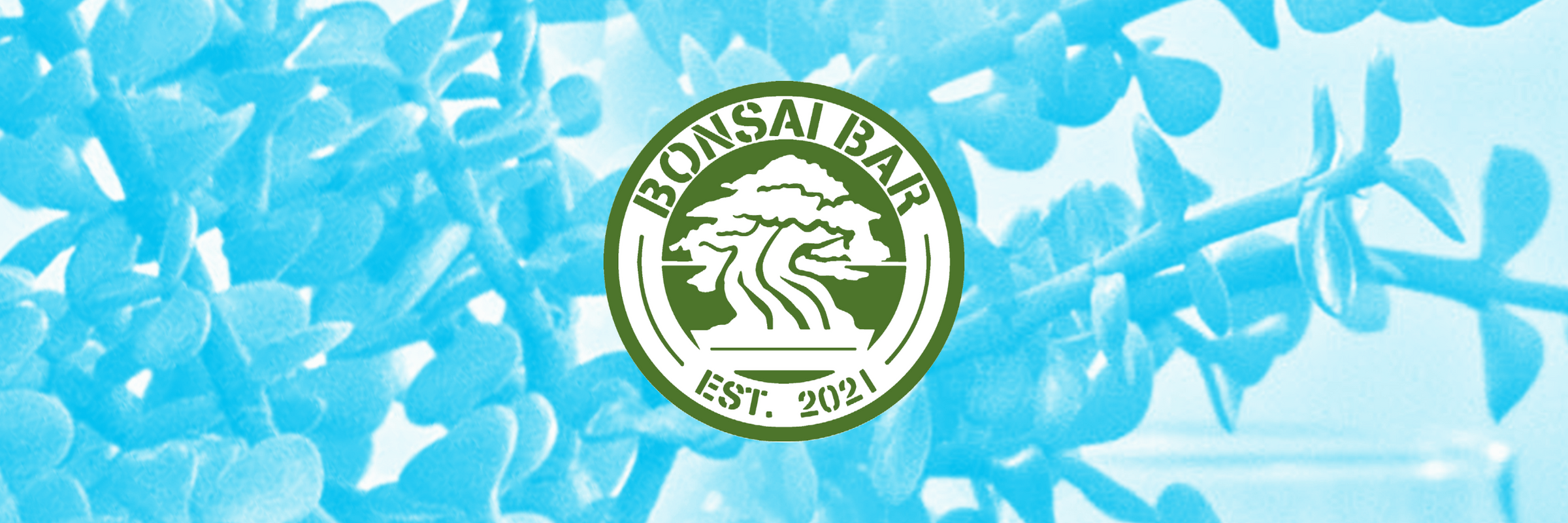 Bonsai Bar's Beginner Workshops