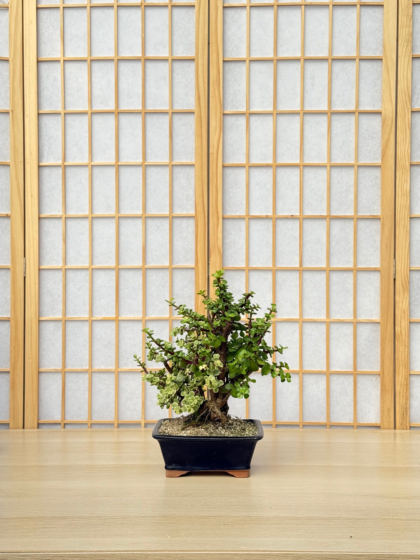 Dwarf Jade - 58 Half Variegated Clump