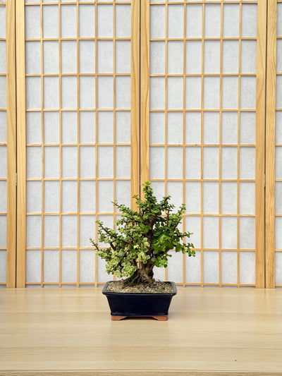 Dwarf Jade - 58 Half Variegated Clump