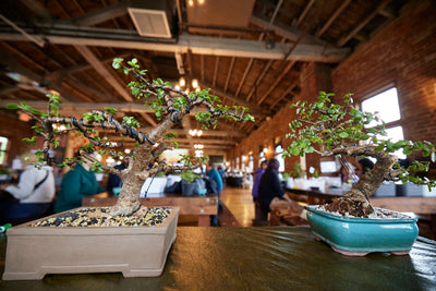 NEXT LEVEL: Mammoth Tree @ Mighty Squirrel Brewing Co. - Waltham