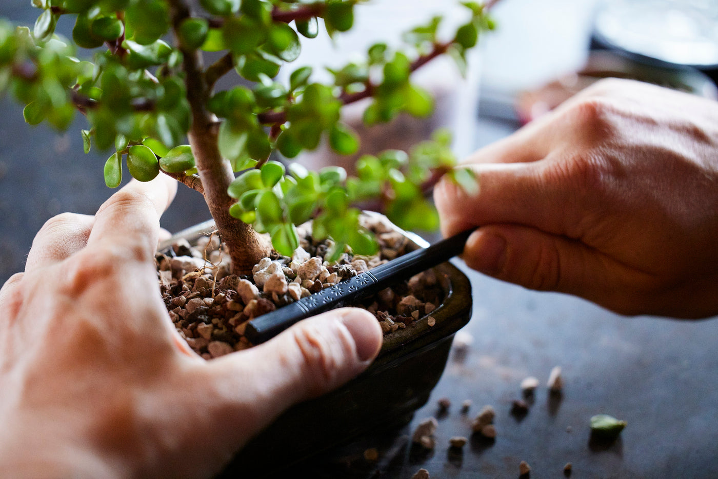 DIY Bonsai Bar Kit - Dwarf Jade