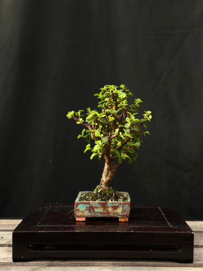 Dwarf Jade - 27