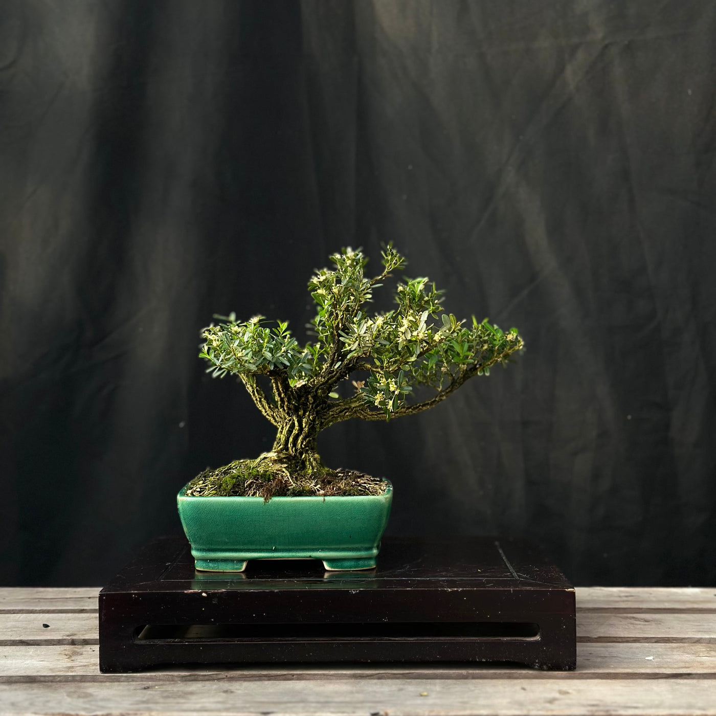 Harland Boxwood - 03