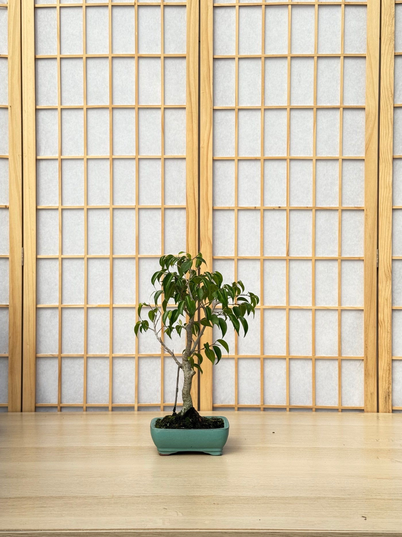 Ficus Benjamina - 01