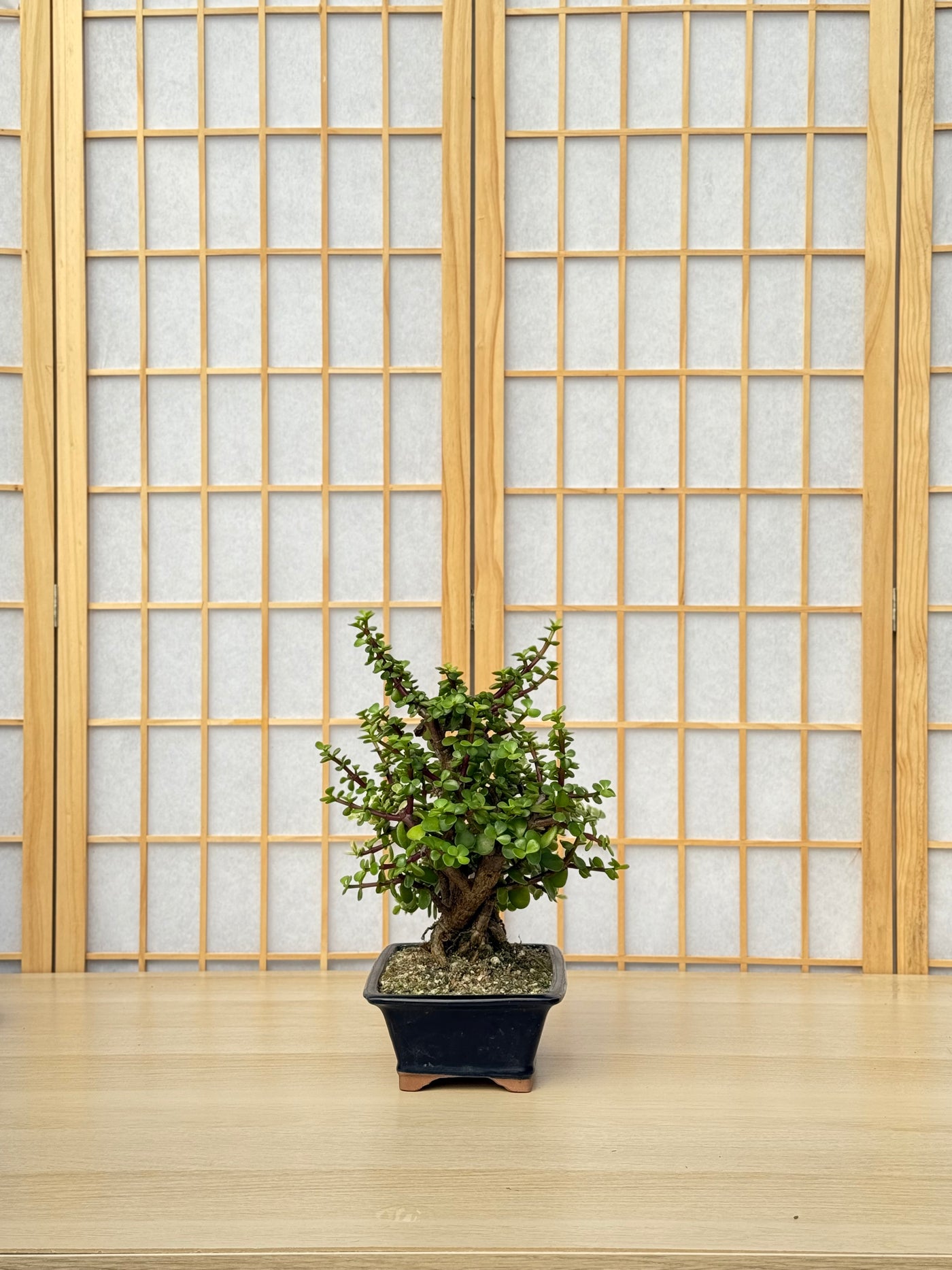 Dwarf Jade - 58 Half Variegated Clump