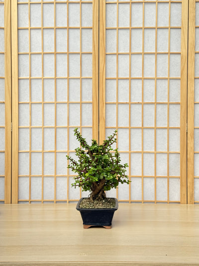 Dwarf Jade - 58 Half Variegated Clump