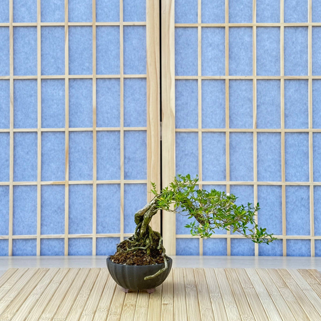 serissa bonsai tree care Homebrew Bonsai Kit: Serissa – Bonsai Bar