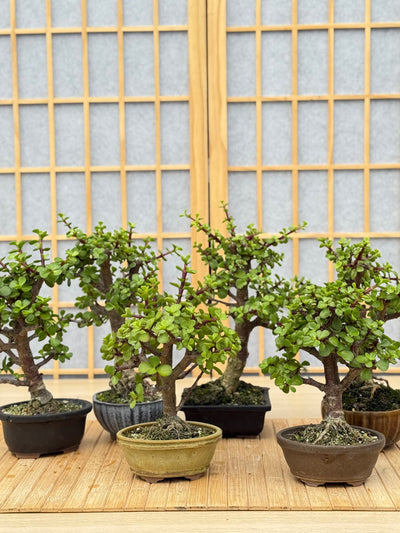 Dwarf Jade - Potted in Willow Pot