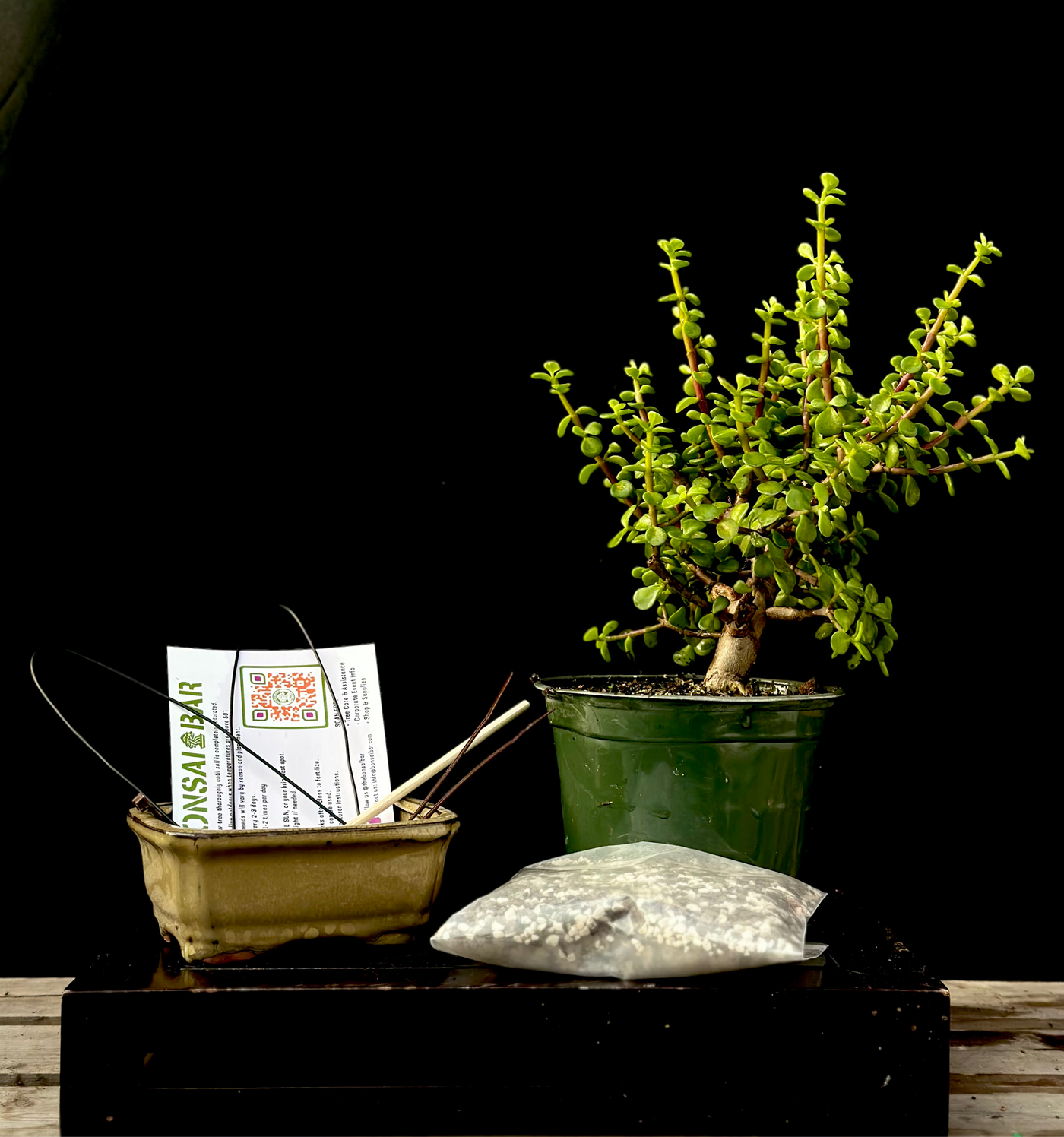 DIY Bonsai Bar Kit - Dwarf Jade