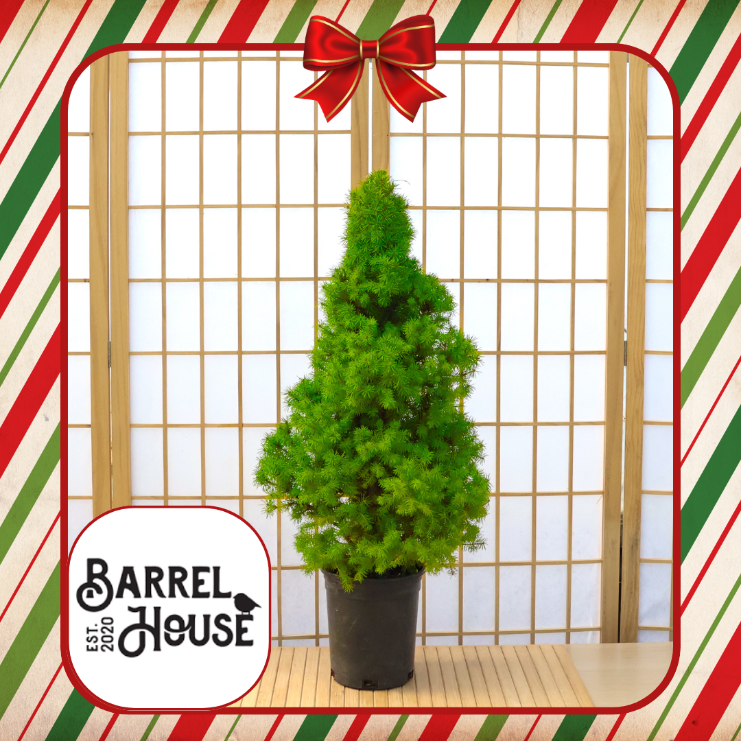 BarrelHouse - Killingworth: Holiday Workshop