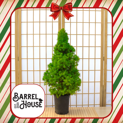 BarrelHouse - Killingworth: Holiday Workshop