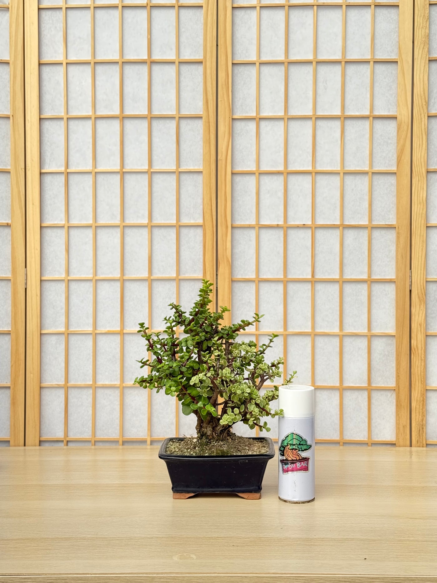 Dwarf Jade - 58 Half Variegated Clump