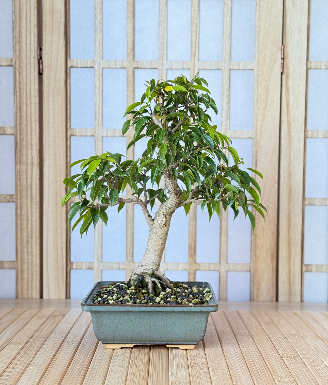 indoor beautiful bonsai tree Limited Edition DIY Kit