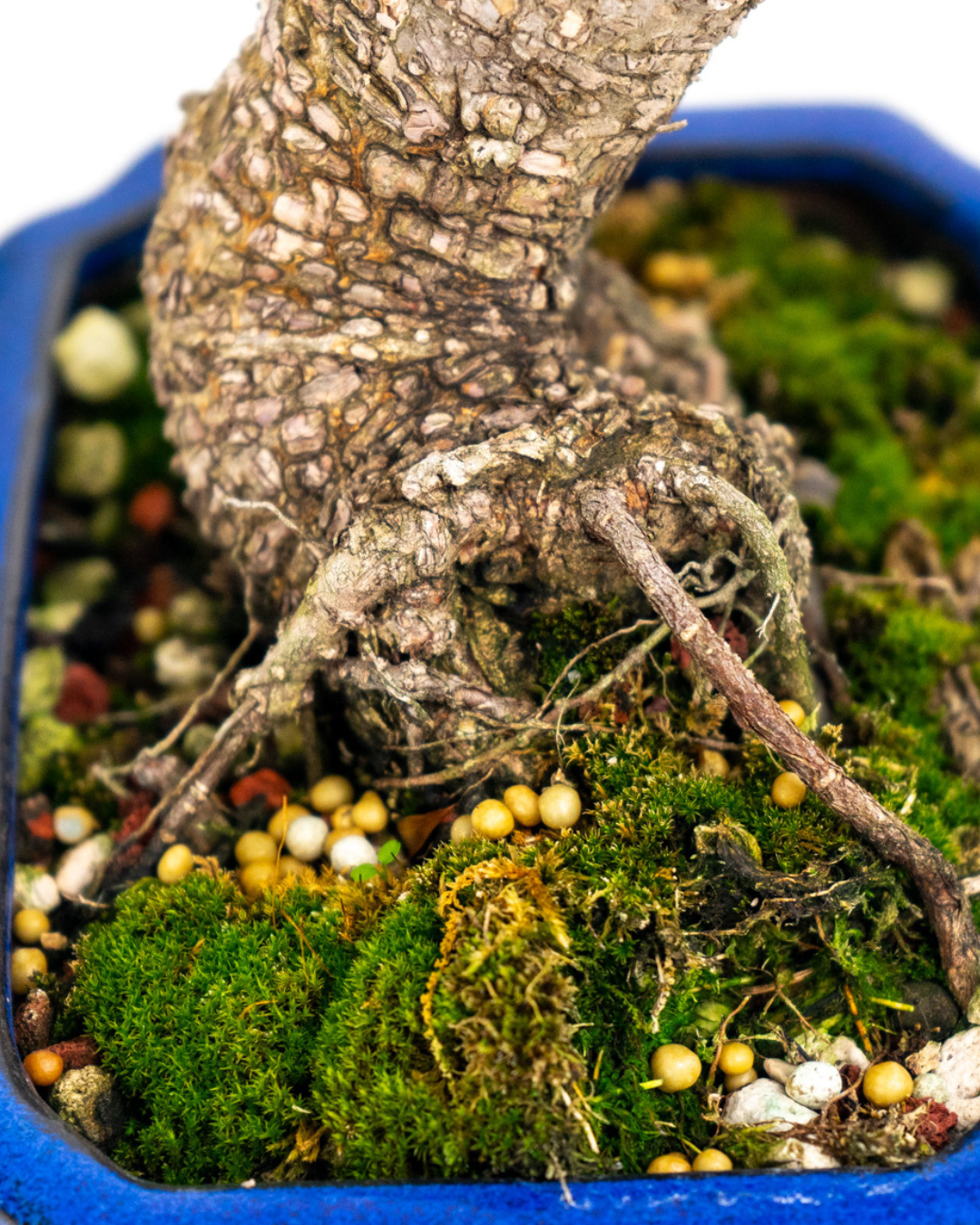 fertilizer for bonsai tree Slow Release Bonsai Fertilizer – Bonsai Bar