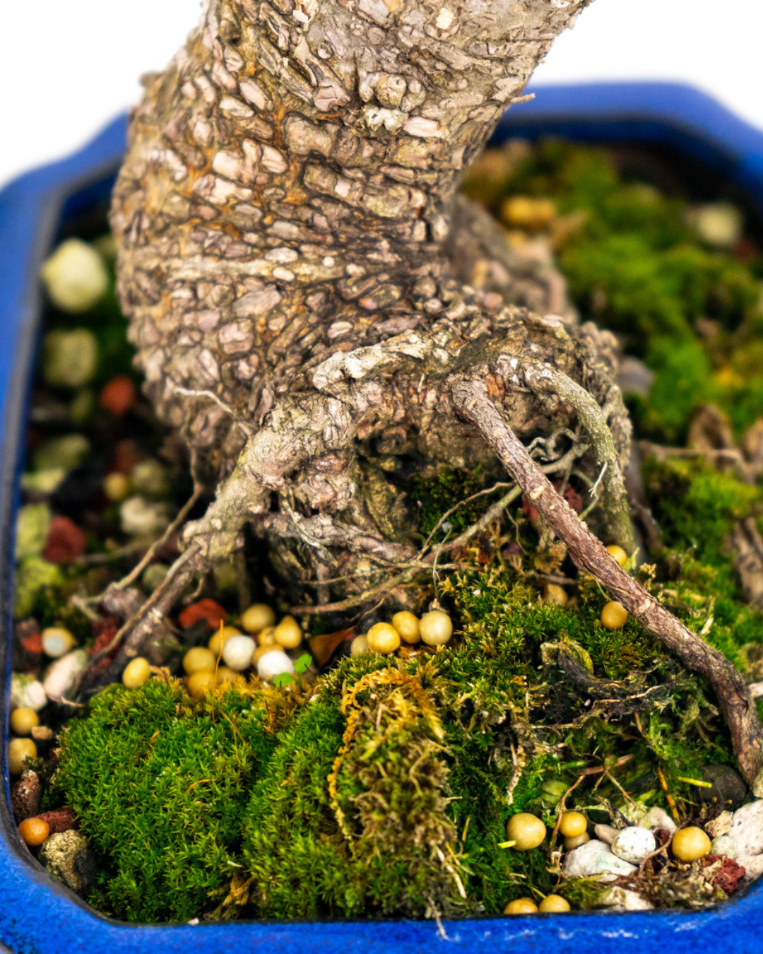 photo shows the nebari of a bonsai covered with moss and bonsai bars slow release fertilizer.