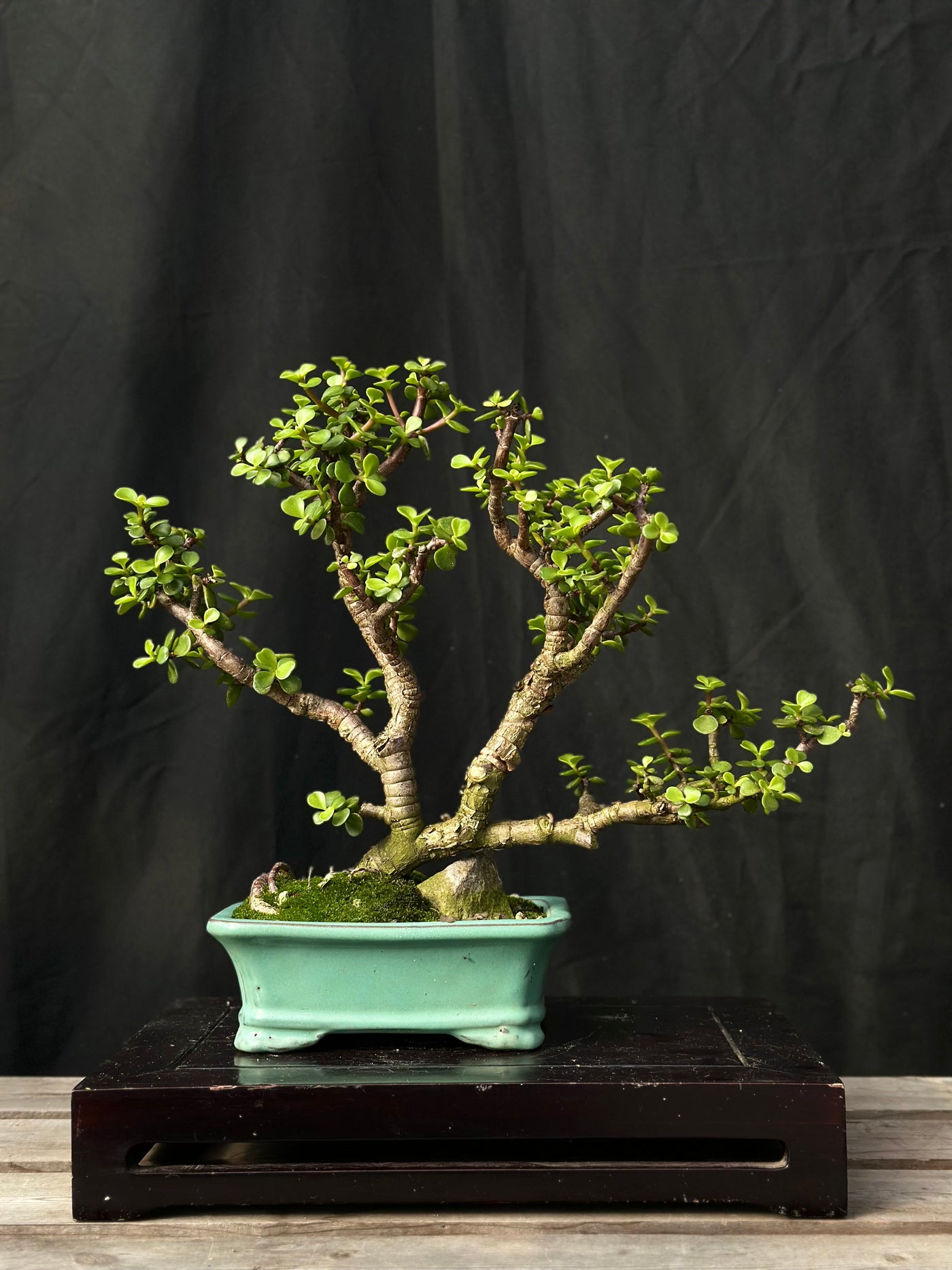 Dwarf Jade - 25