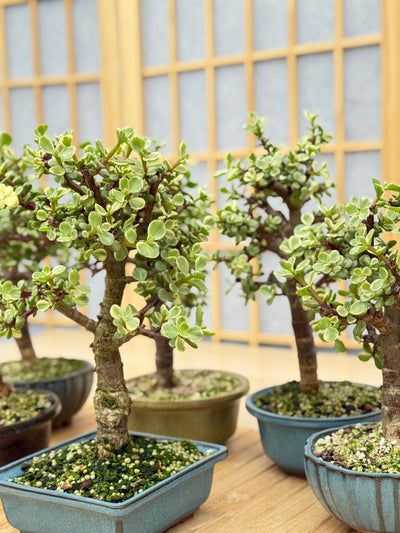 Variegated Dwarf Jade - Potted in Willow Pot