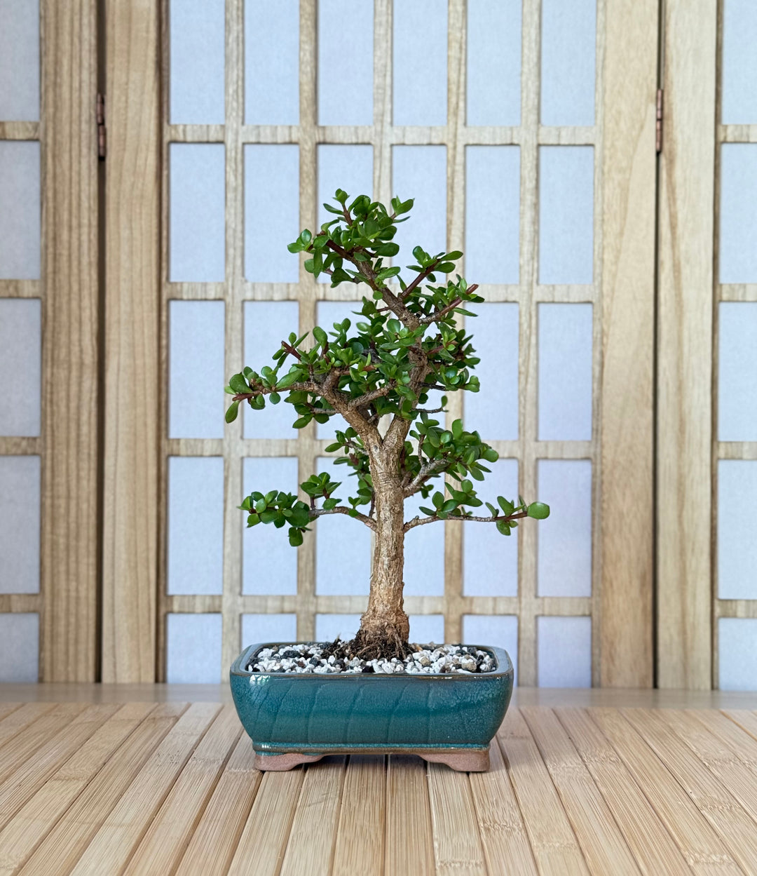 bonsai tree ohio Homebrew Bonsai Kit: Portulacaria afra 'Liliput' – Bonsai Bar