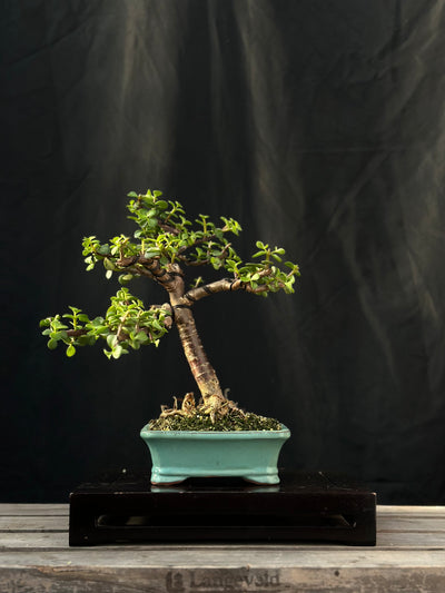 Dwarf Jade - 22