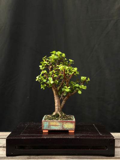 Dwarf Jade - 27