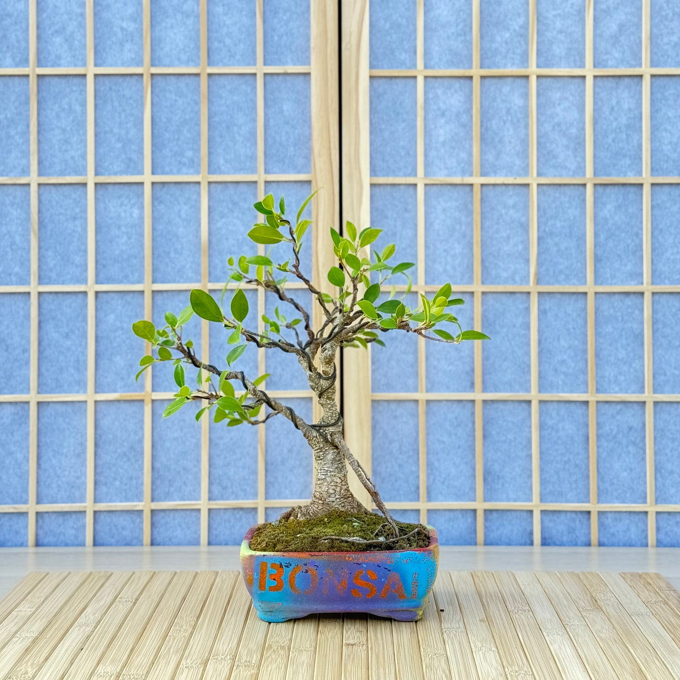 DIY Bonsai Kit - Tiger Bark Ficus