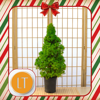 Liquid Therapy: Holiday Workshop