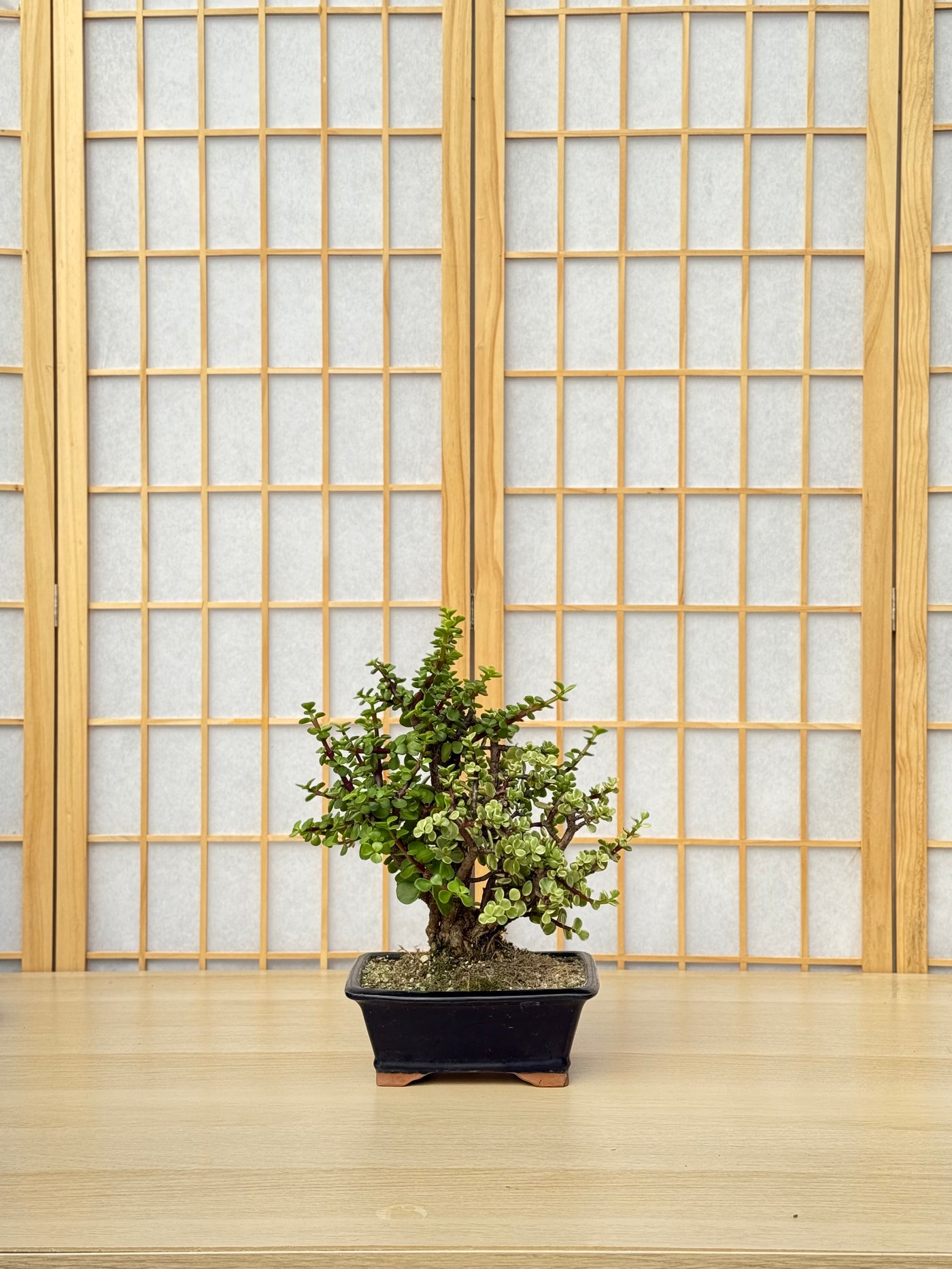 Dwarf Jade - 58 Half Variegated Clump