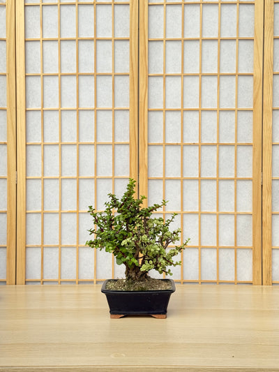 Dwarf Jade - 58 Half Variegated Clump