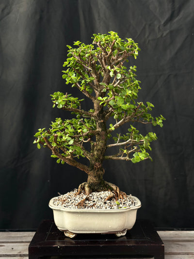 Dwarf Jade - 29