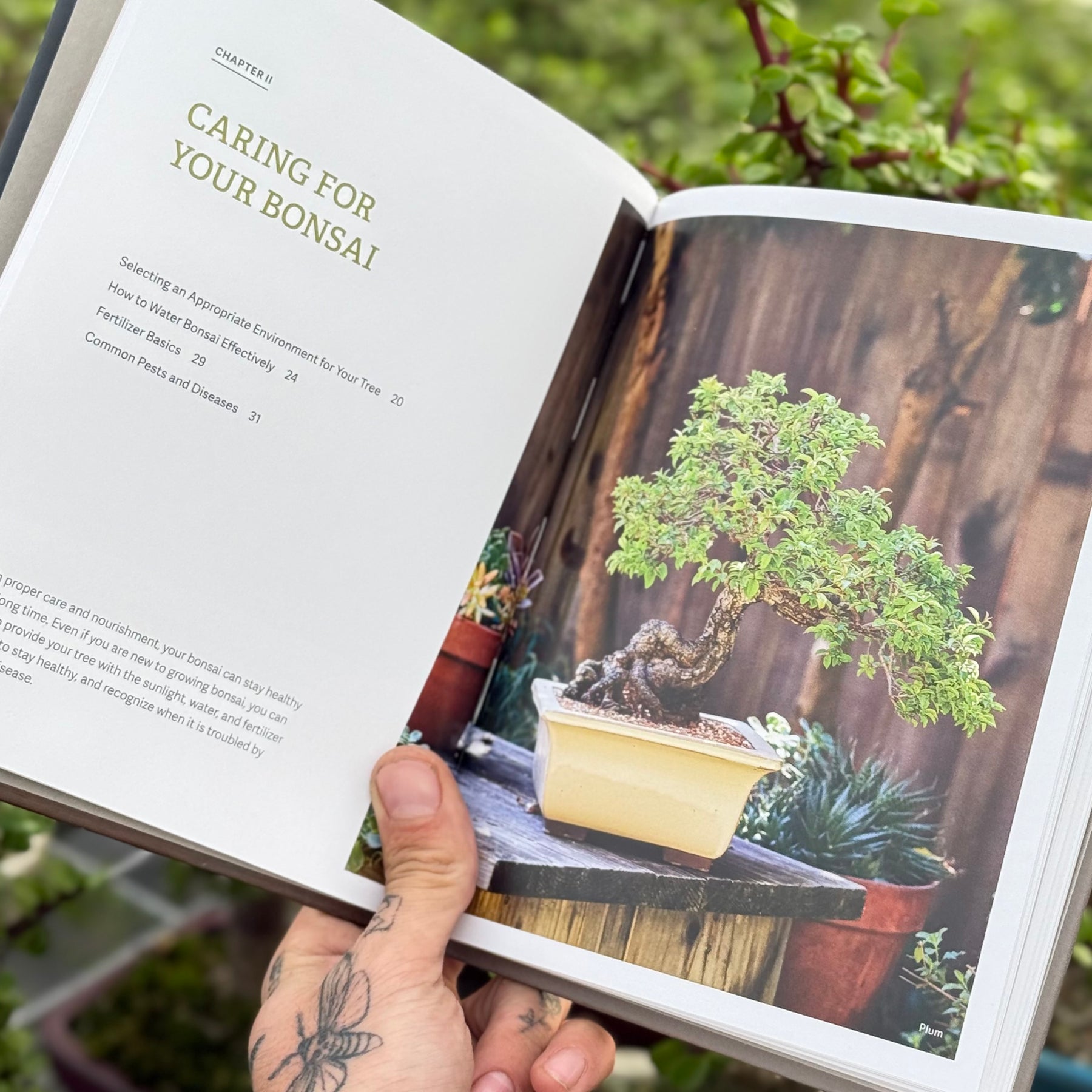 bonsai tree care book The Little Book of Bonsai by Jonas Dupuich