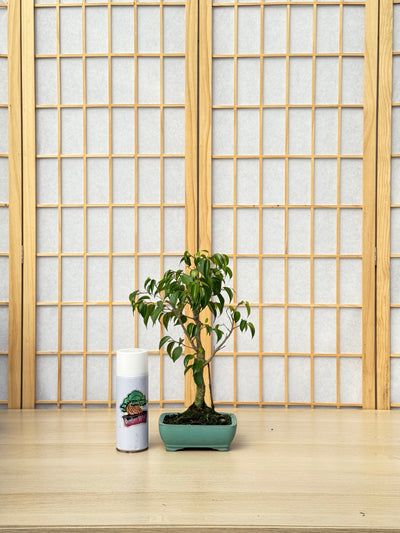 Ficus Benjamina - 01