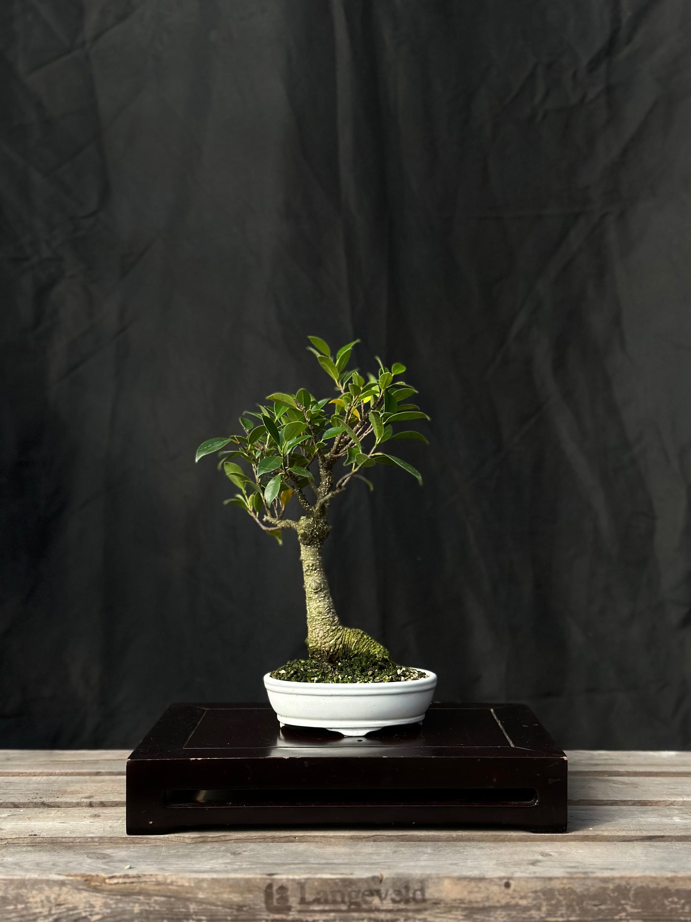 Tiger Bark Ficus - 04