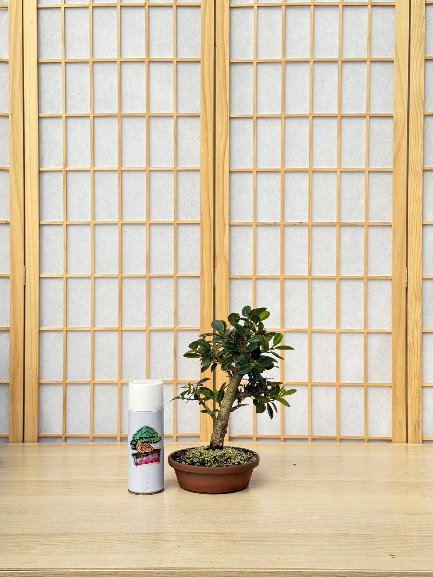 Green Island Ficus
