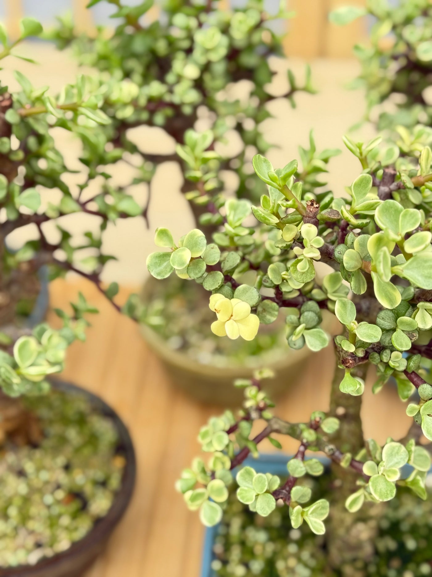 Variegated Dwarf Jade - Potted in Willow Pot
