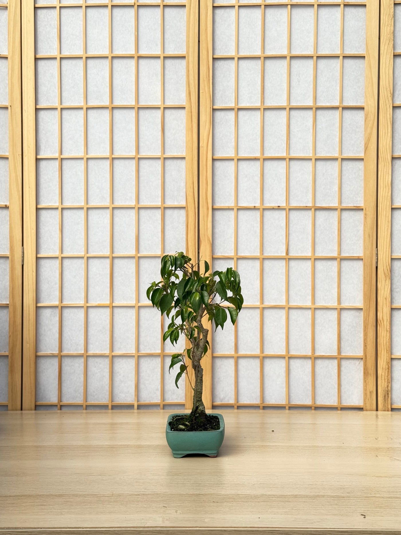 Ficus Benjamina - 01