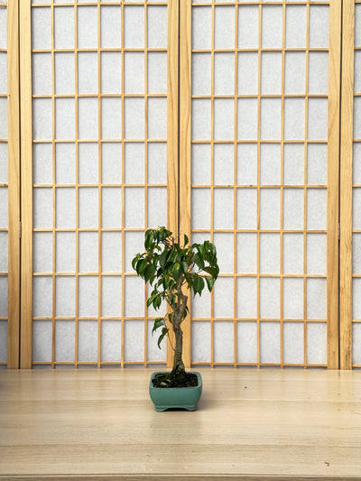 Ficus Benjamina - 01