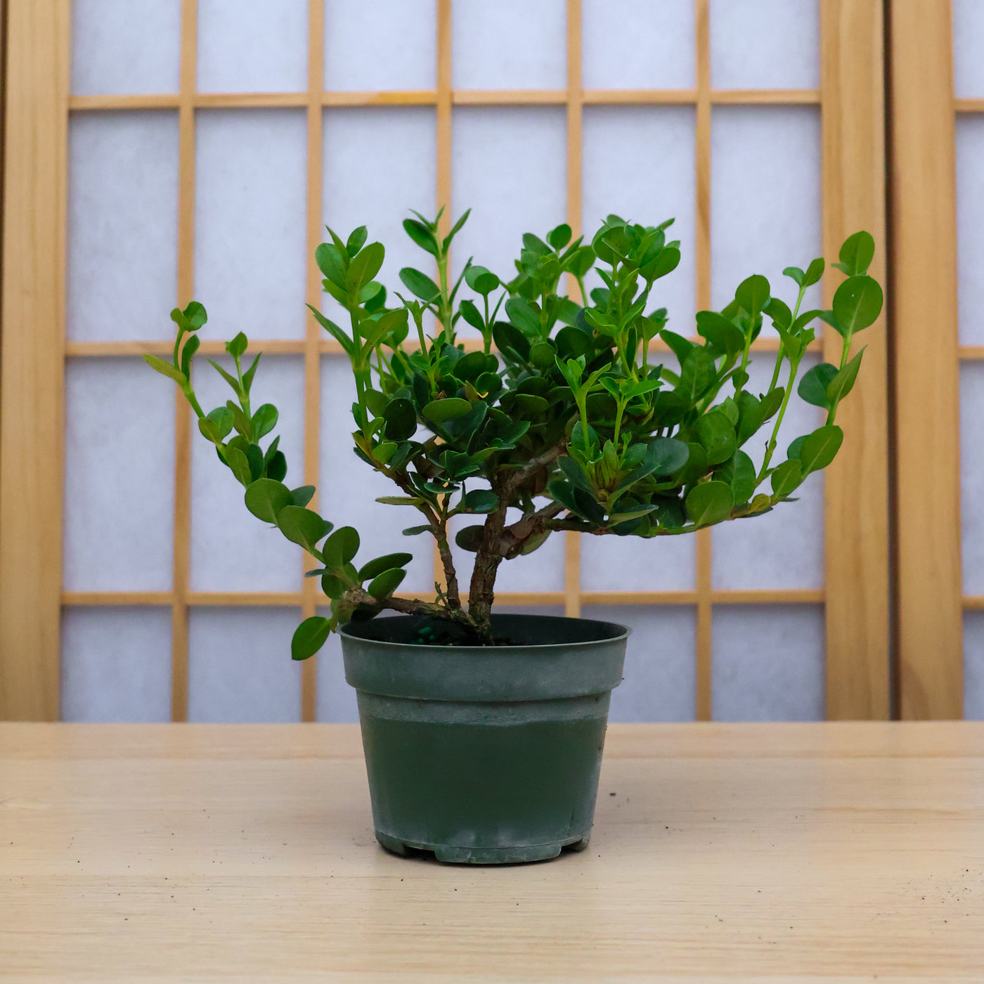 Homebrew Bonsai Kit: Natal Plum – Bonsai Bar