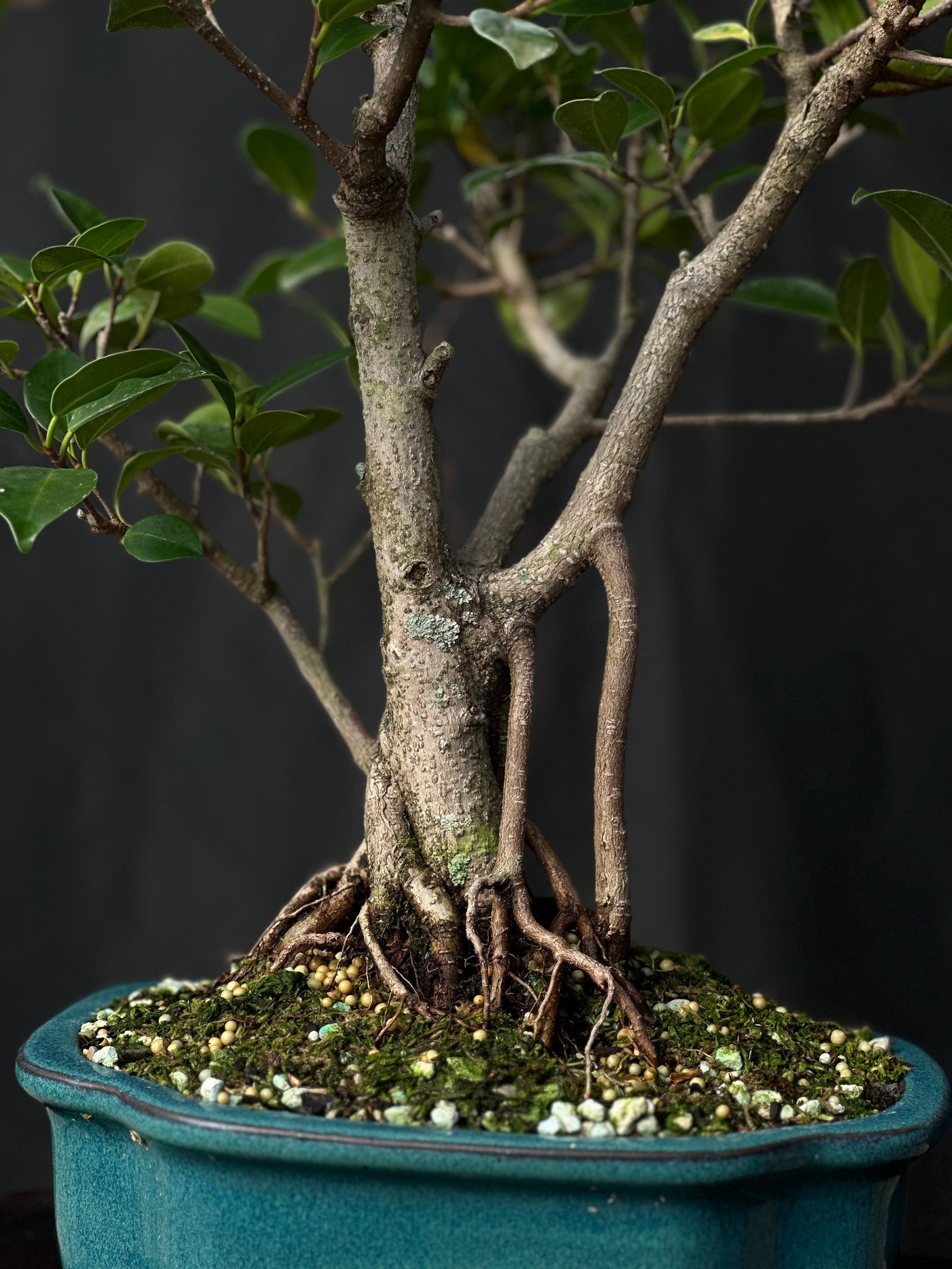 Tiger Bark Ficus - 01