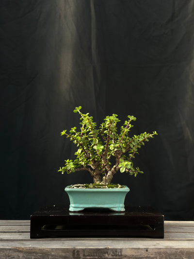 Dwarf Jade - 26