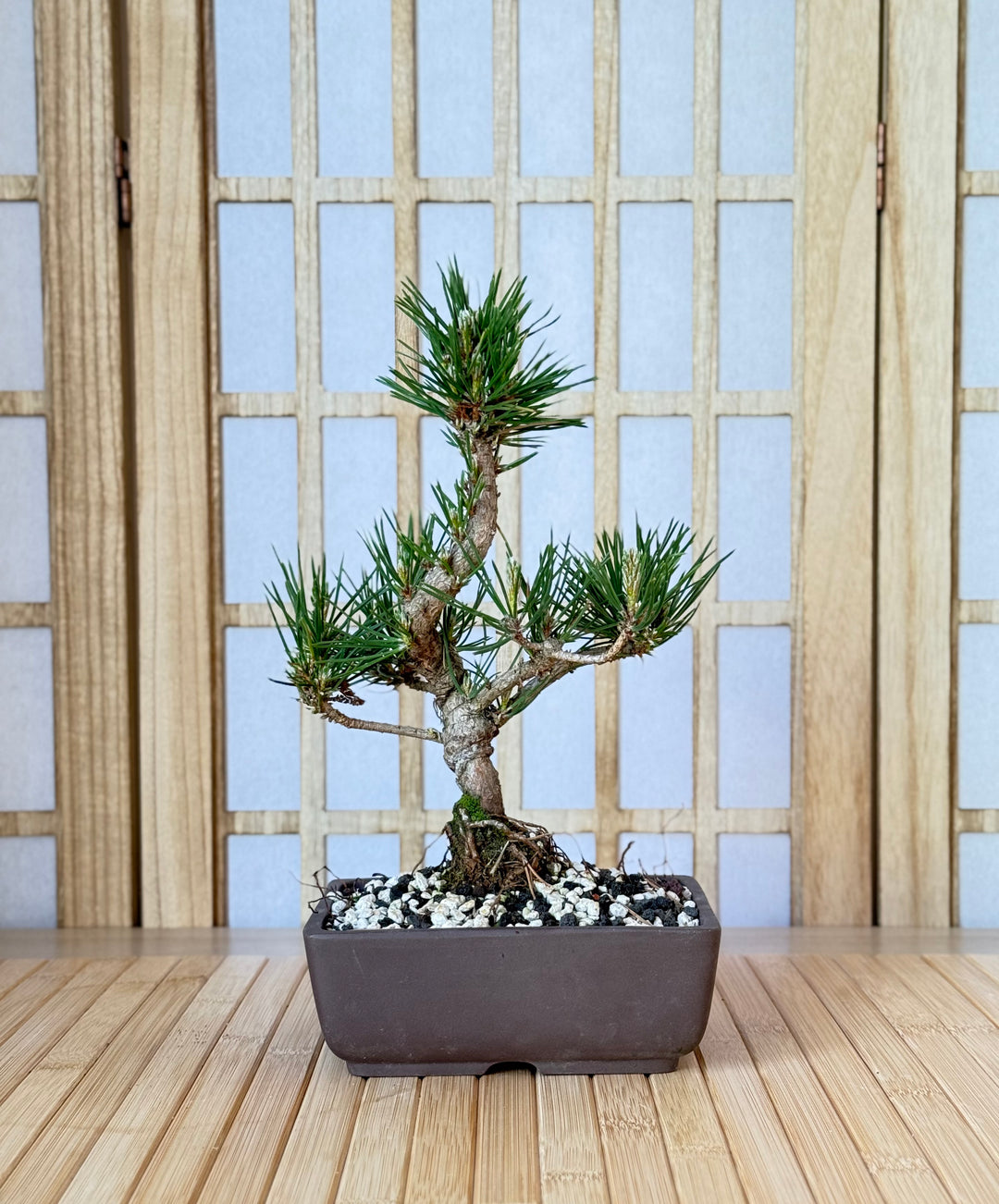 Homebrew DIY Bonsai Kits  Bonsai Bar