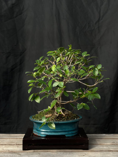 Tiger Bark Ficus - 02