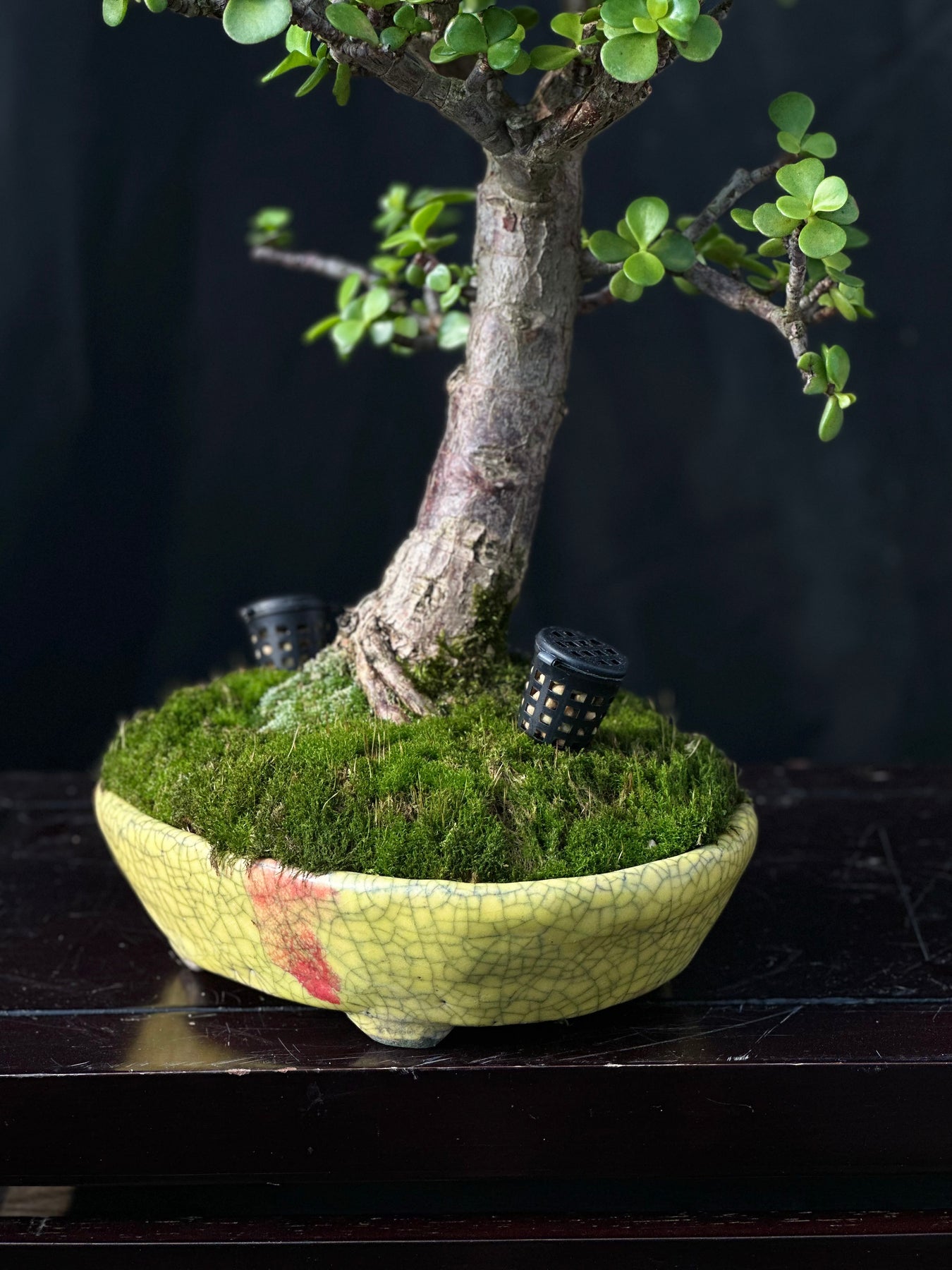 bonsai tree fertilizer Fertilizer Baskets
